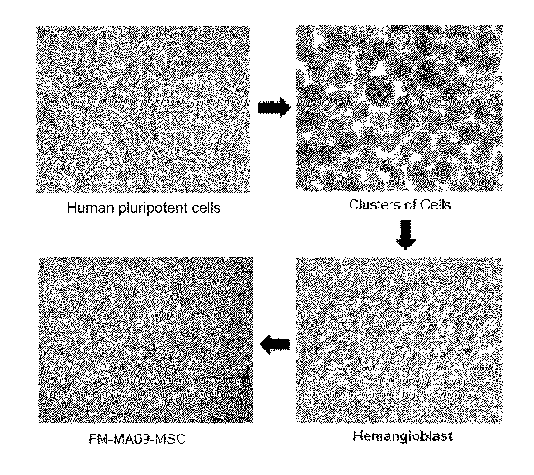 Mesenchymal stromal cells and uses related thereto