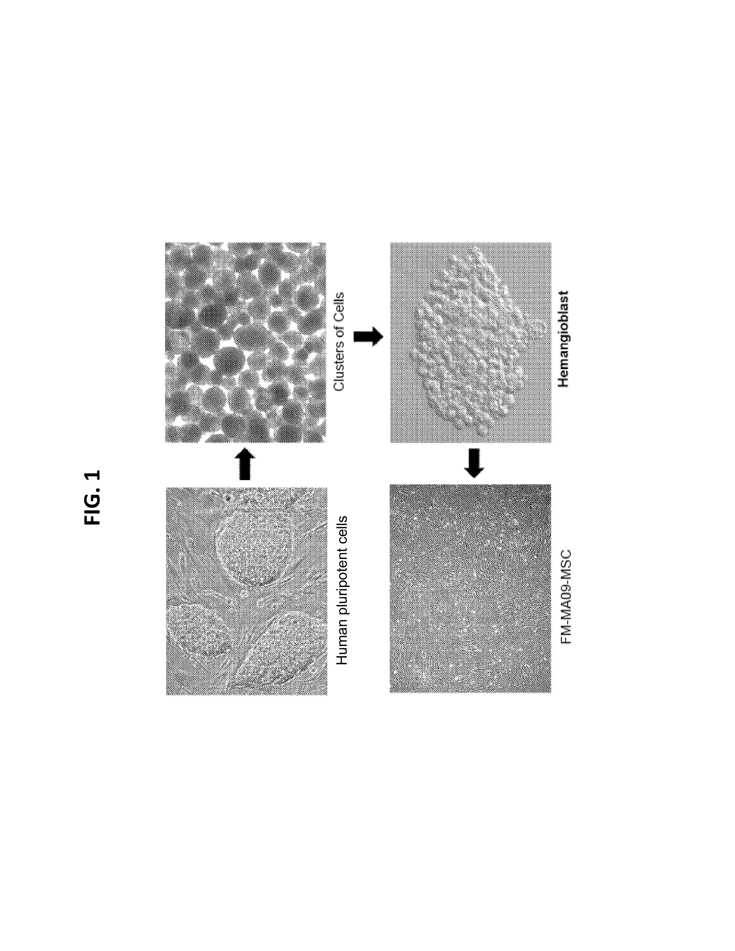 Mesenchymal stromal cells and uses related thereto