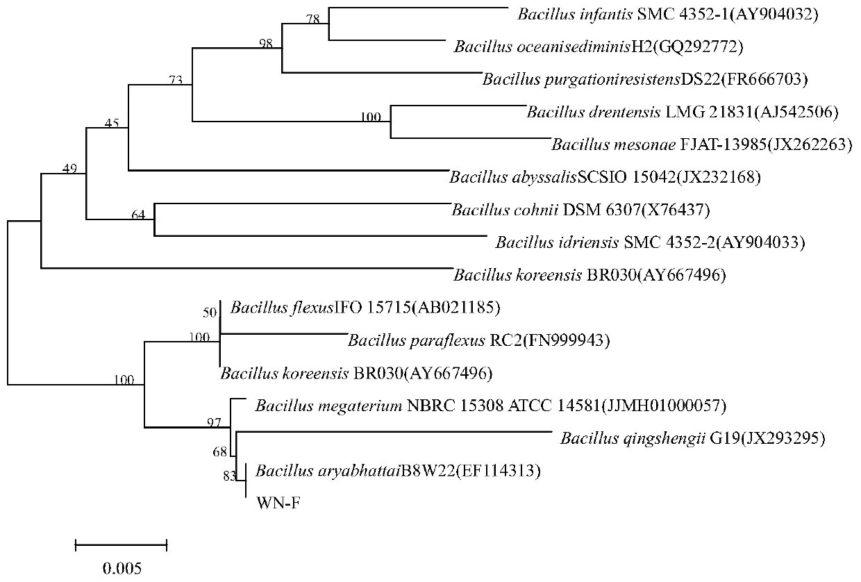 Bacillus aryabhattai for promoting corn root development and application thereof