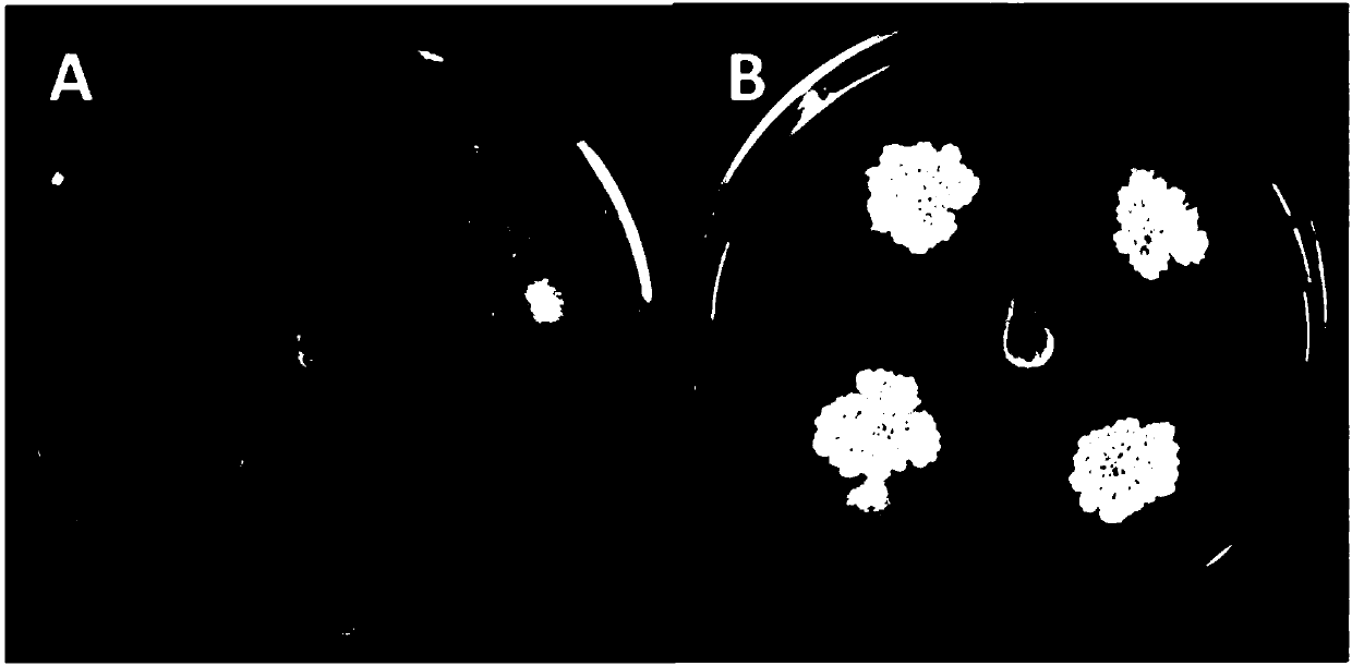 Bacterial strain and application thereof