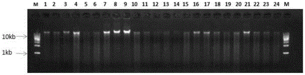 Method for accurately detecting degree of homogenization of chloroplast transformation