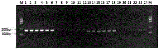 Method for accurately detecting degree of homogenization of chloroplast transformation