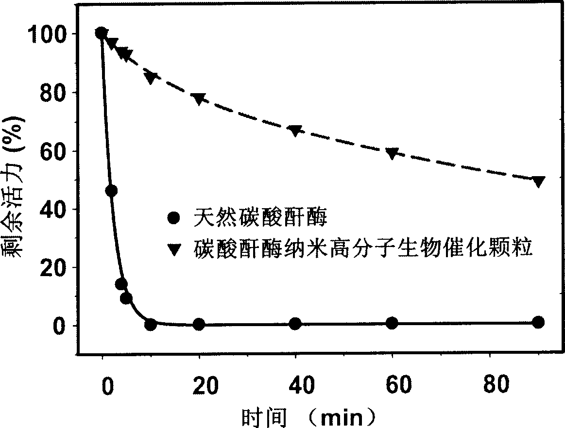 Nanometer carbonic anhydrase grain for biological catalysis of polymer and its prepn process