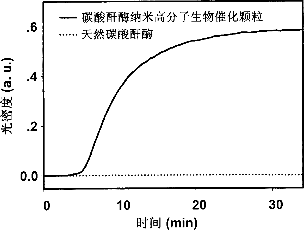 Nanometer carbonic anhydrase grain for biological catalysis of polymer and its prepn process