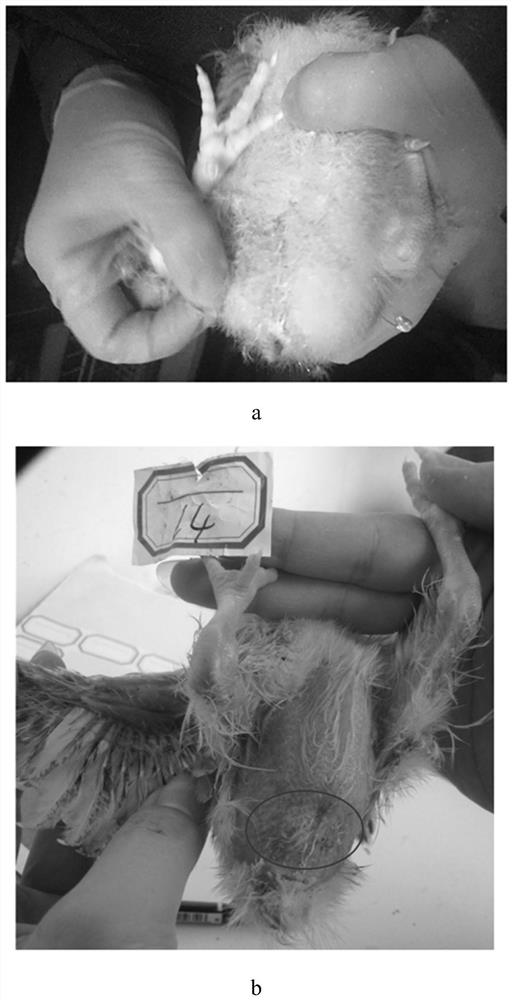 A method for measuring the black peritoneum phenotype and its application for chicken early selection