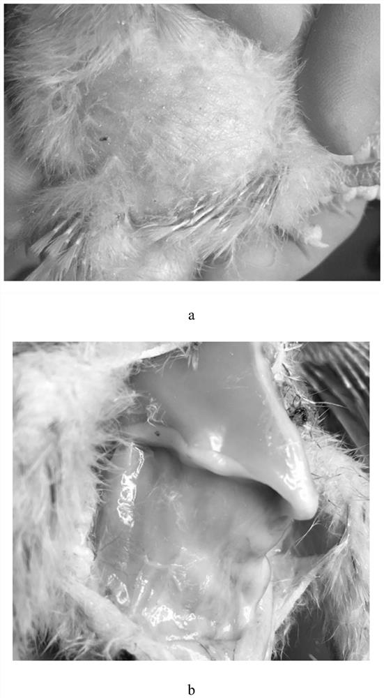 A method for measuring the black peritoneum phenotype and its application for chicken early selection