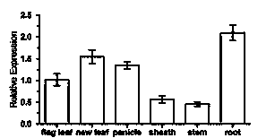 Rice stress resistance related gene OsPP2C44 and coded protein and application thereof