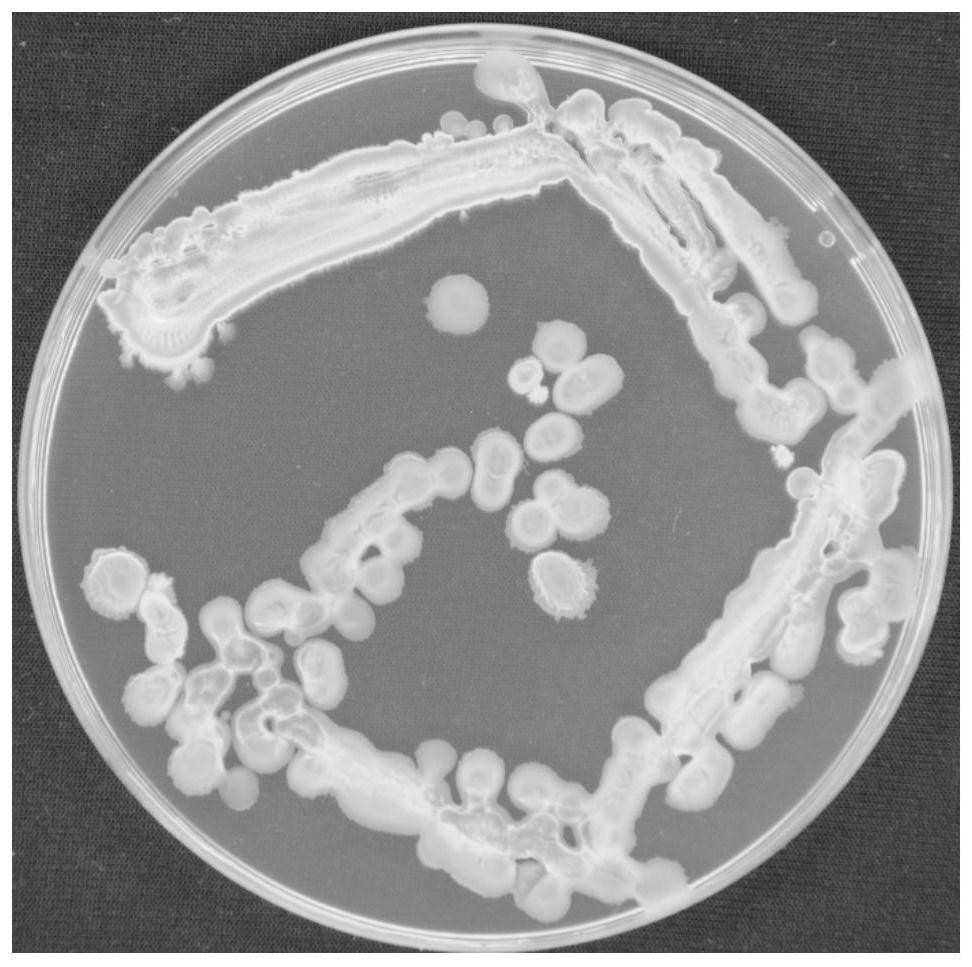 Endogenous Bacillus amyloliquefaciens in a rice leaf and its biological preparation and application