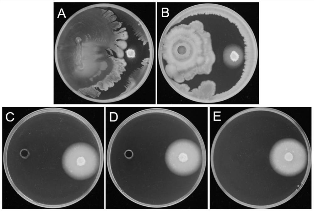 Endogenous Bacillus amyloliquefaciens in a rice leaf and its biological preparation and application