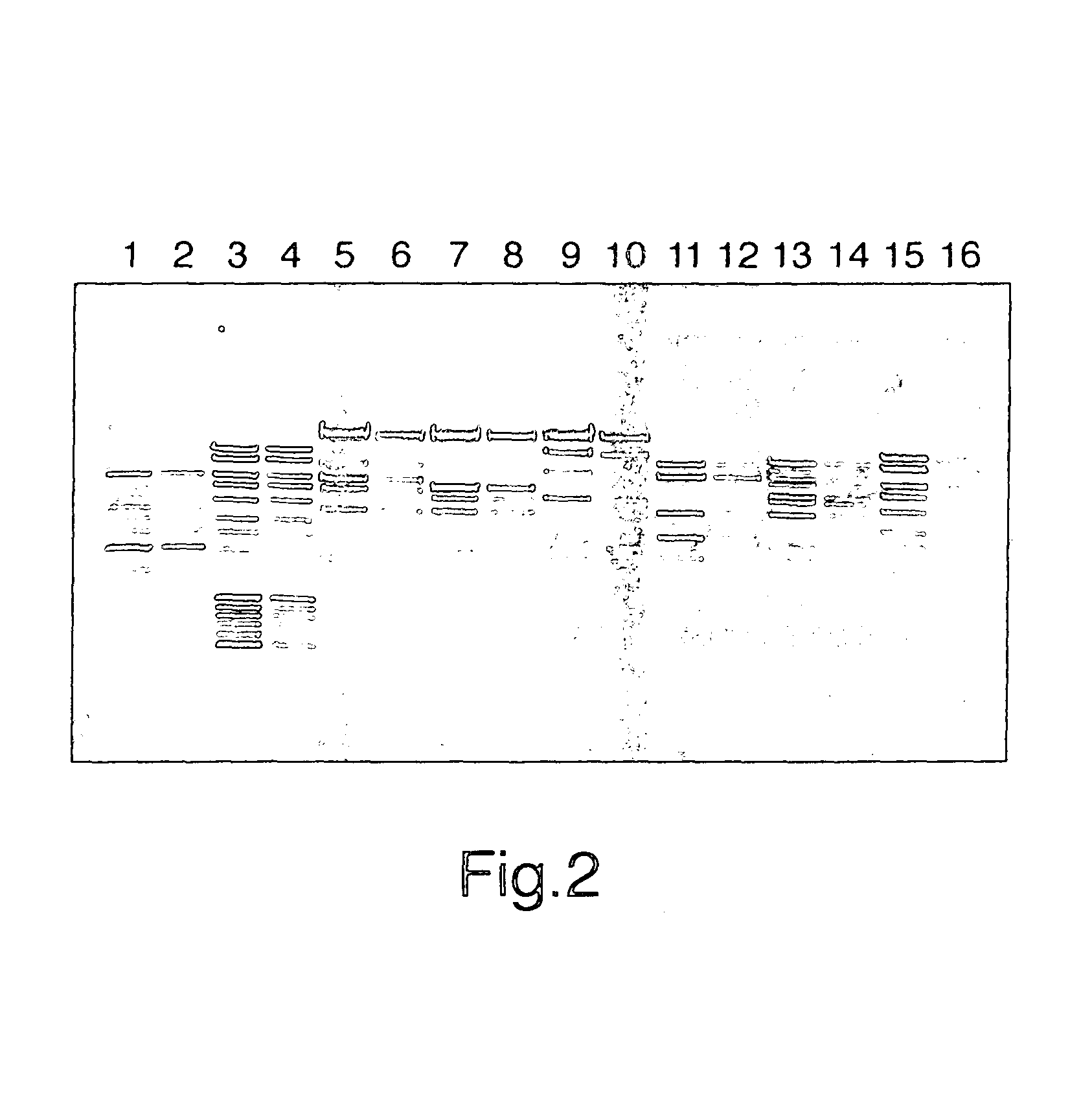 Electrophoretic gels and their manufacture