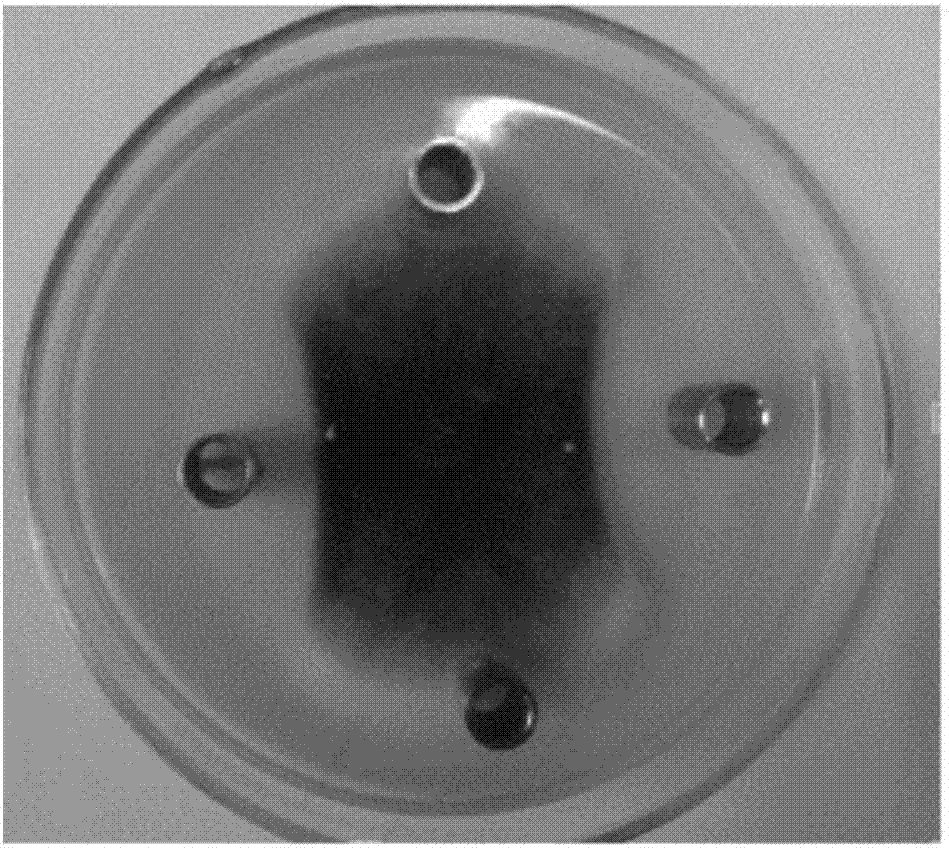 Method and application for preparing amide and ester compounds by marine bacillus amyloliquefaciens