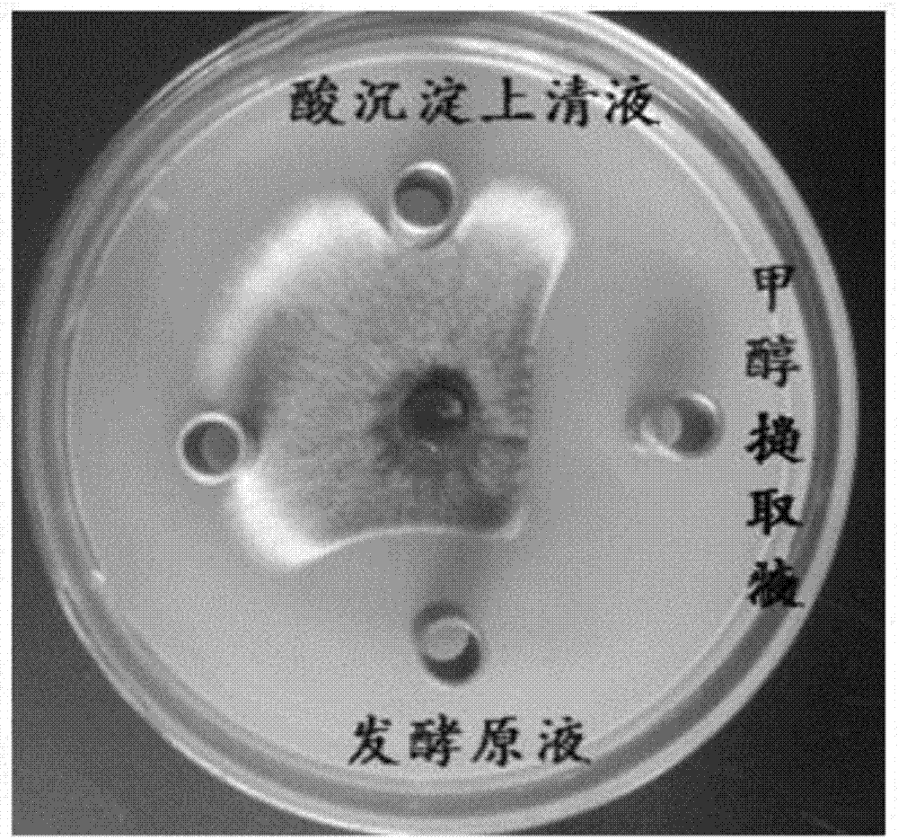 Method and application for preparing amide and ester compounds by marine bacillus amyloliquefaciens