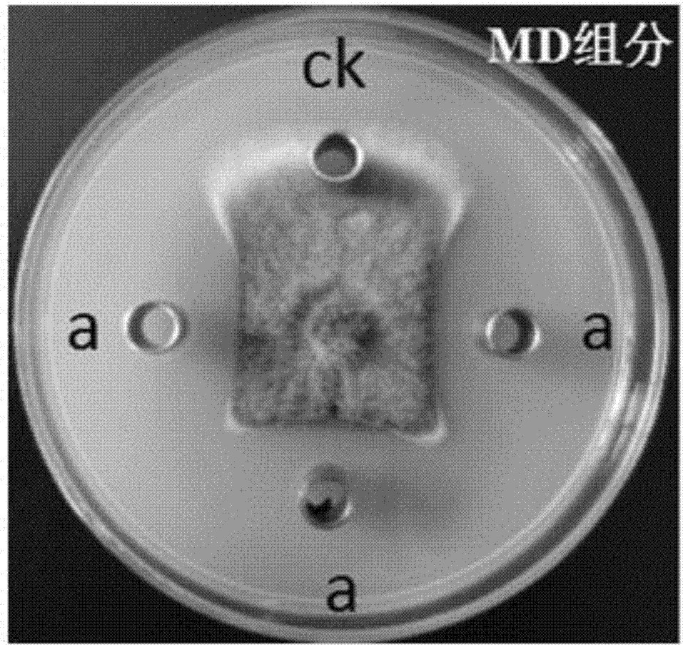 Method and application for preparing amide and ester compounds by marine bacillus amyloliquefaciens