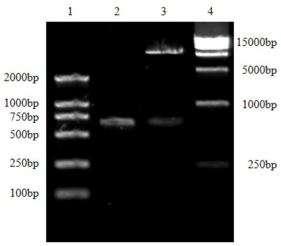 Duck hepatitis virus type I vp1 protein inhibitory peptide and its application