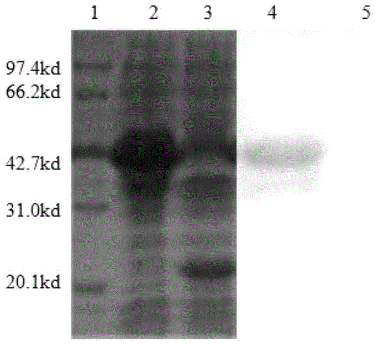 Duck hepatitis virus type I vp1 protein inhibitory peptide and its application