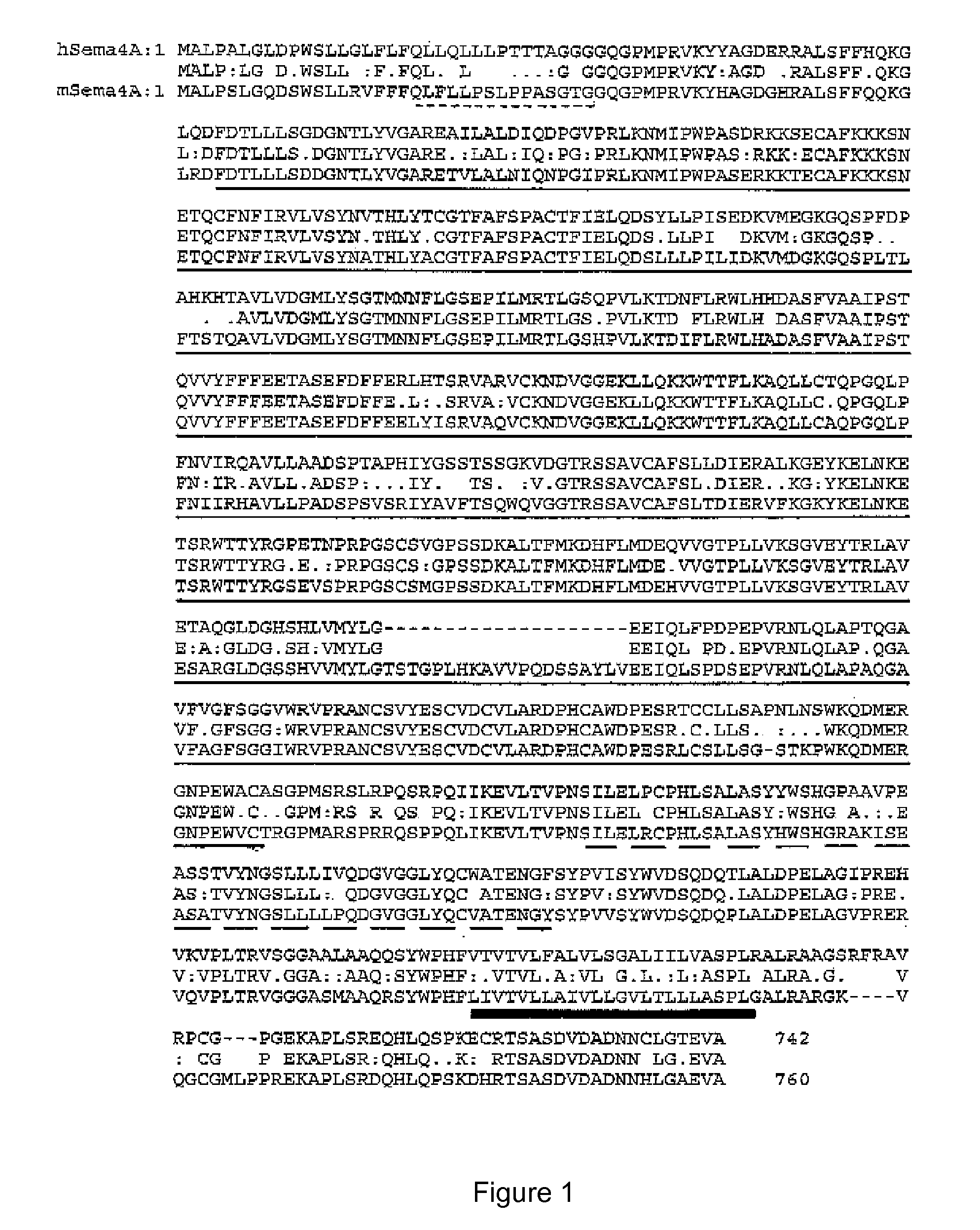 Human sema4a protein antibodies and uses thereof