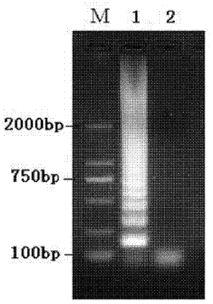 Method for detecting staphylococcus aureus live bacteria in milk