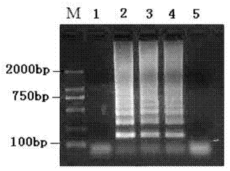 Method for detecting staphylococcus aureus live bacteria in milk