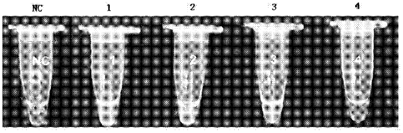 Method for detecting staphylococcus aureus live bacteria in milk