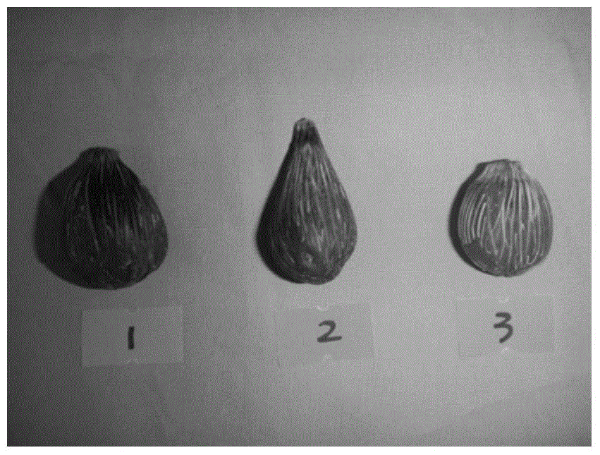 A kind of processing method of oil palm seed core-shell material used for handicraft making