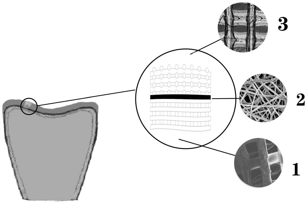 A kind of composite osteochondral scaffold and its preparation method and application