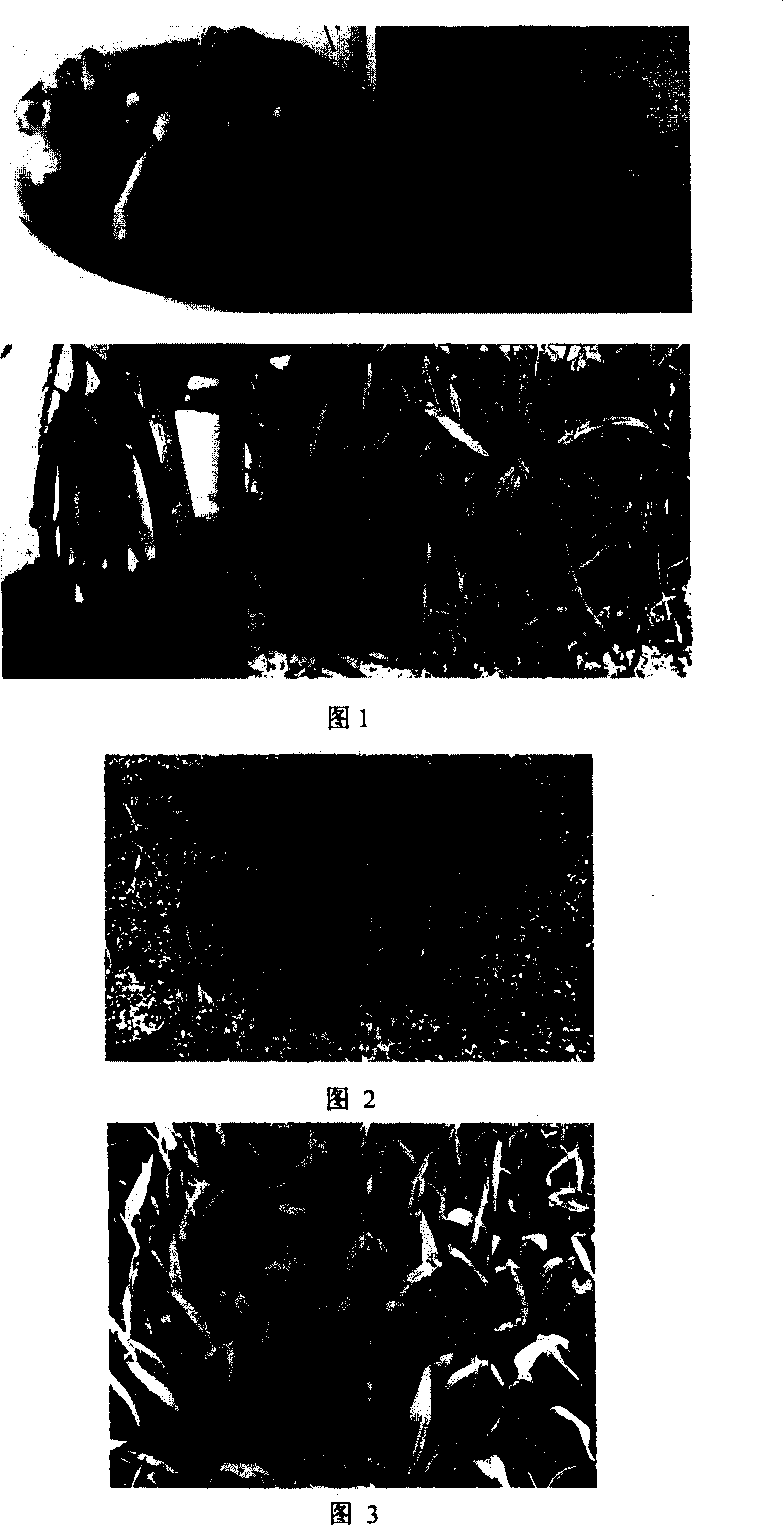 Cremastra appendiculata tissue culturing rhizome fungus root seedling raising technique