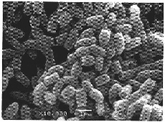 Streptomyces griseoflavus and application thereof in biological prevention and control of plant diseases