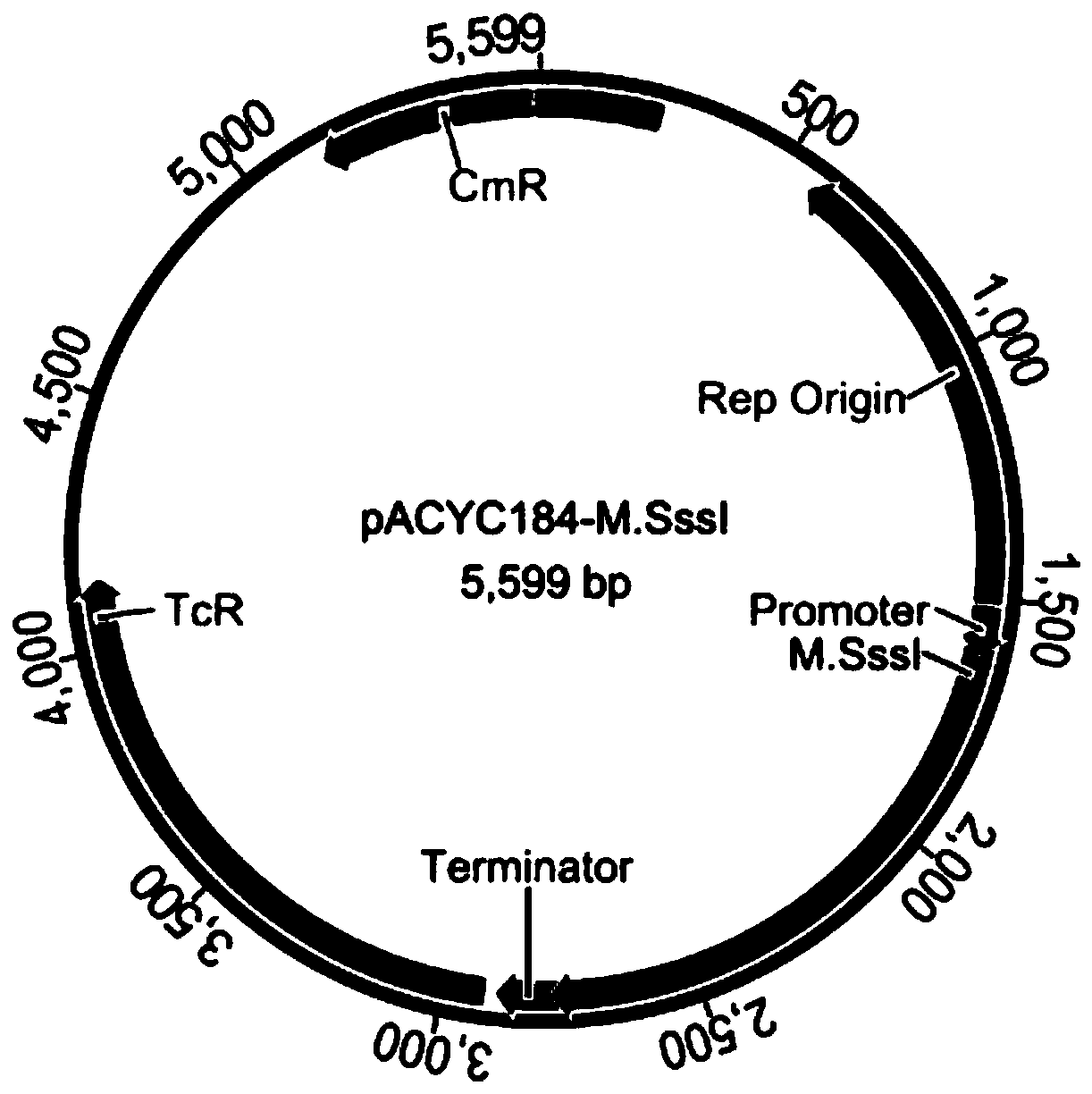 A method for expressing restriction endonucleases efficiently through the protection of methylases