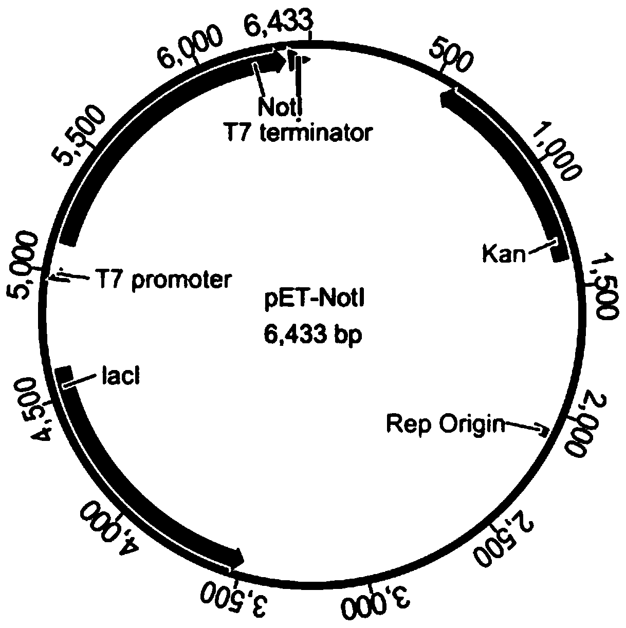 A method for expressing restriction endonucleases efficiently through the protection of methylases