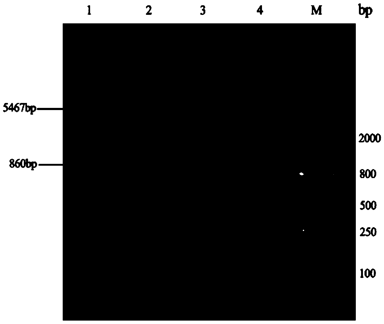 A method for expressing restriction endonucleases efficiently through the protection of methylases