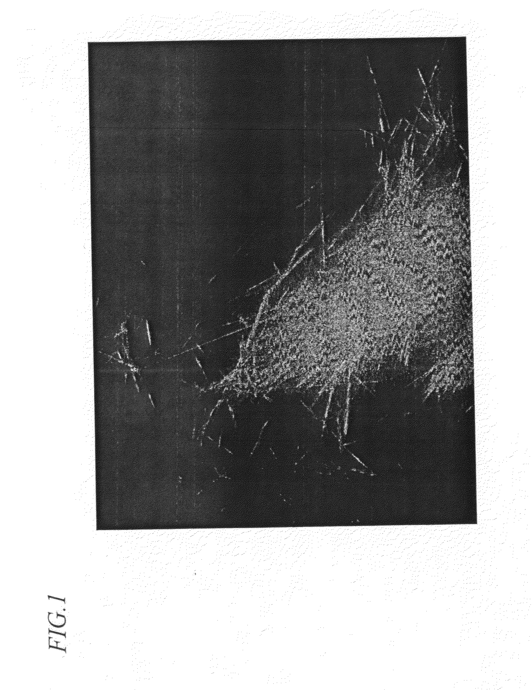 Lysine-based prodrugs of aspartyl protease inhibitors and processes for their preparation