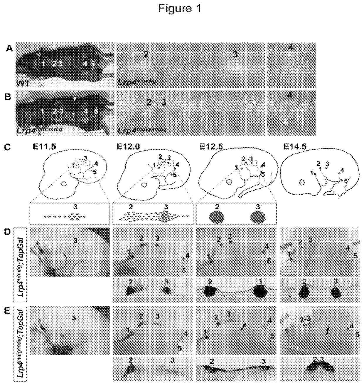 Antibodies for modulating binding between lrp and wise