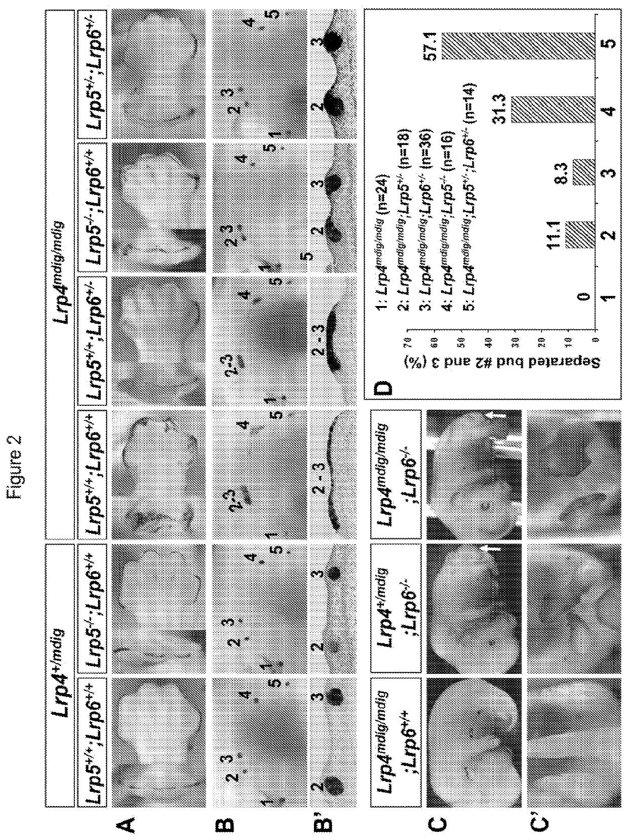 Antibodies for modulating binding between lrp and wise