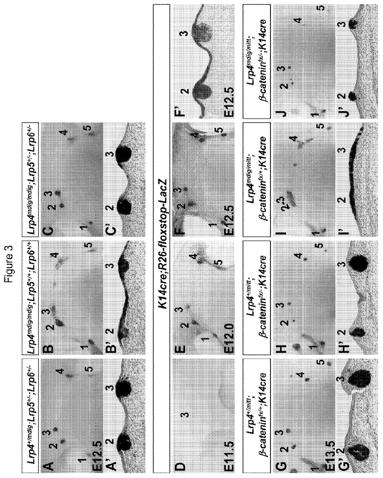 Antibodies for modulating binding between lrp and wise