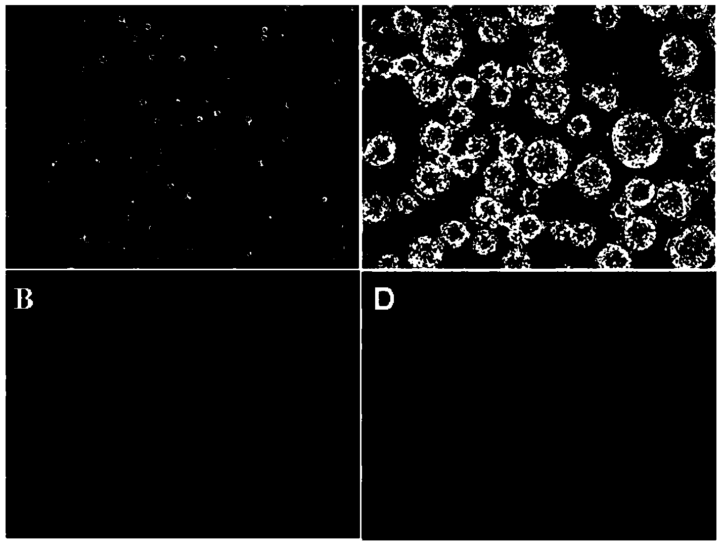 Culture method free of multipotential stem cell without serum and feeder layer