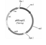 Salmonella typhi gene deletion strain, vaccine prepared from salmonella typhi gene deletion strain and application