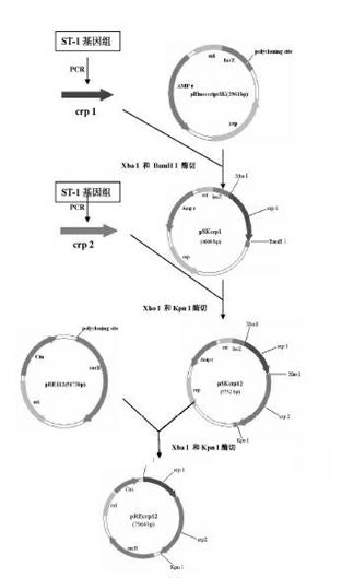 Salmonella typhi gene deletion strain, vaccine prepared from salmonella typhi gene deletion strain and application