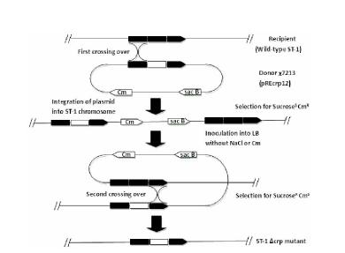 Salmonella typhi gene deletion strain, vaccine prepared from salmonella typhi gene deletion strain and application