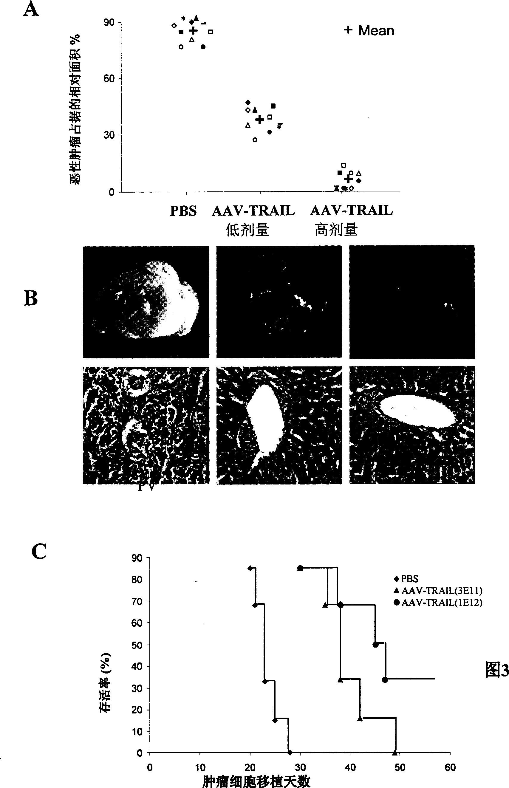 Recombination glant associated virus carrier induced TNF concerned cytonecrosis ligand peptide segment and its use