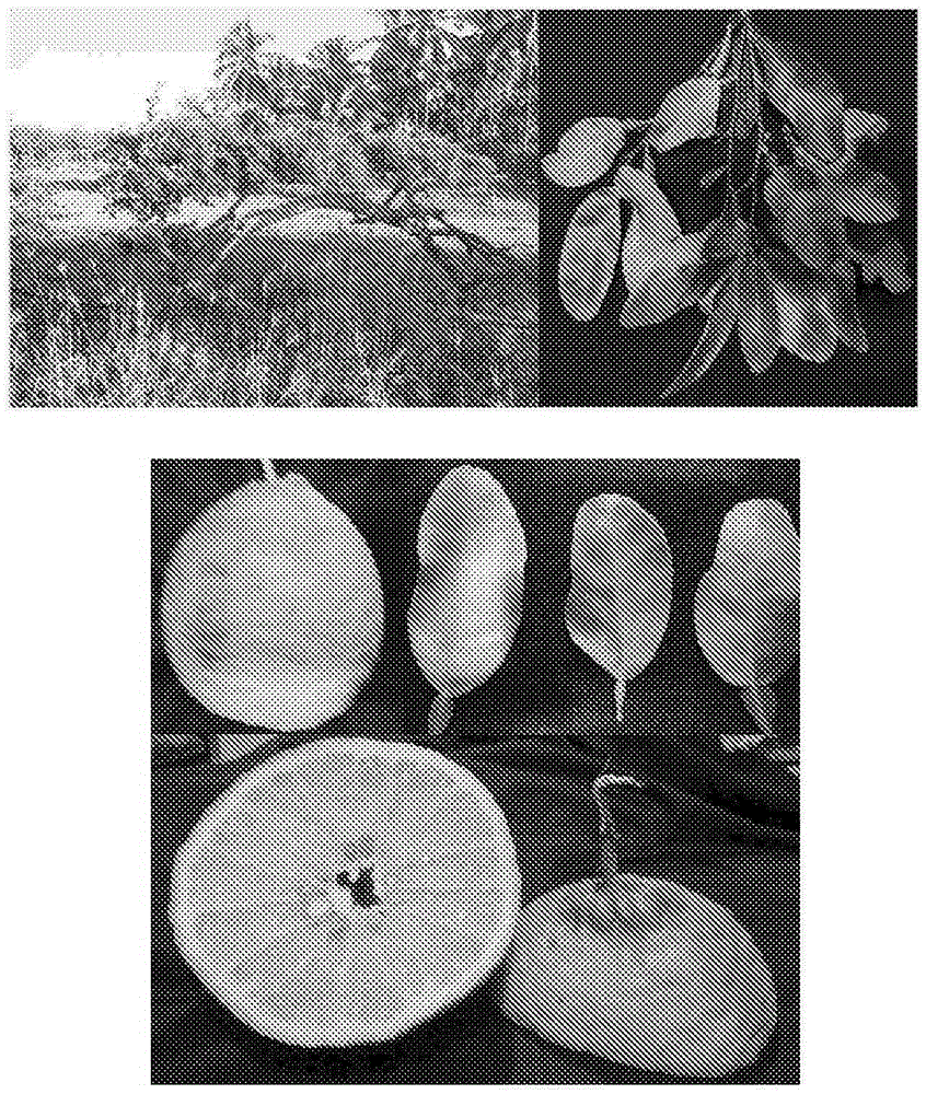 Plants resistant to pathogenic microorganisms growing in vascular tissues