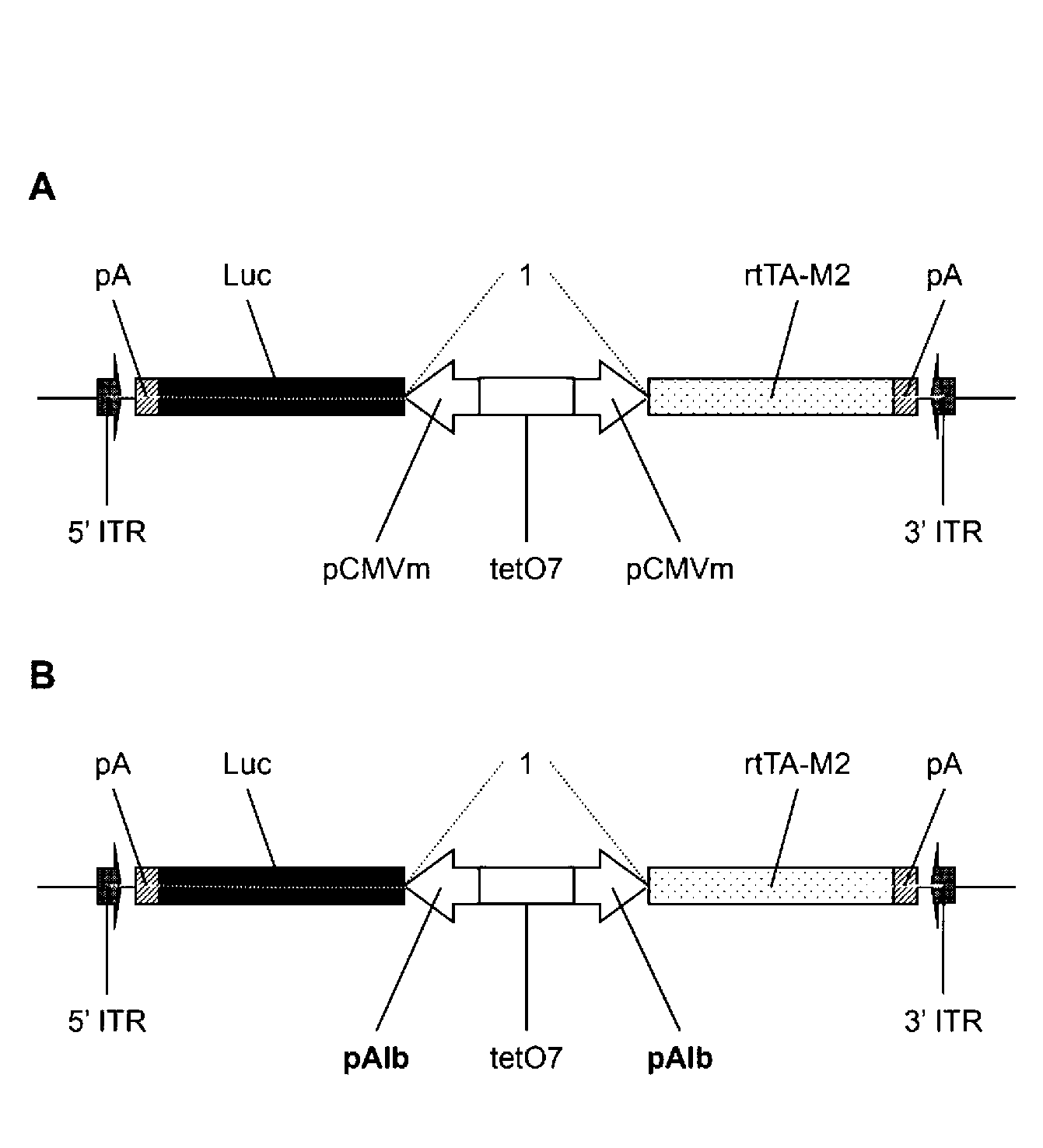 Regulated expression systems