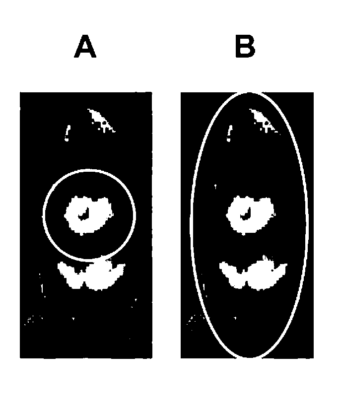 Regulated expression systems