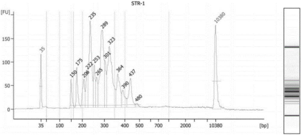 Library building kit for high flux detection of STR genetic markers