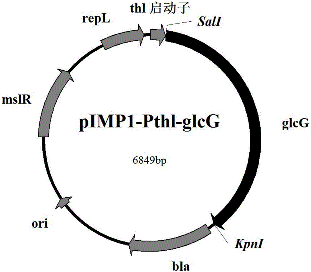 Recombinant clostridium for efficiently producing butanol, and construction method and application of recombinant clostridium