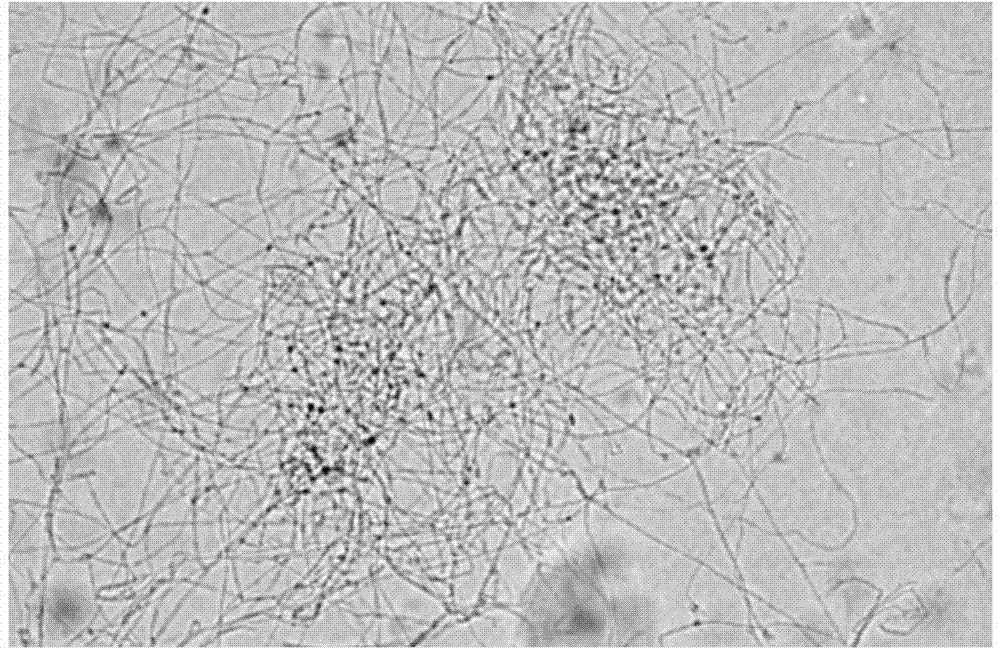 Penicillium ochrochloron and its application in preparation of brefeldin A