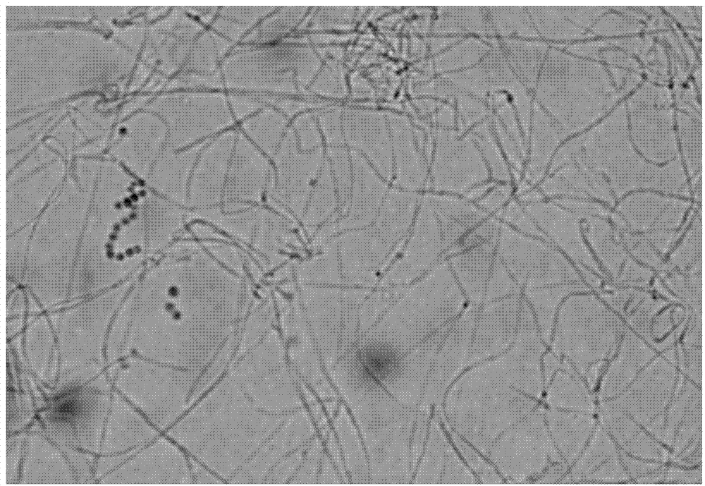 Penicillium ochrochloron and its application in preparation of brefeldin A