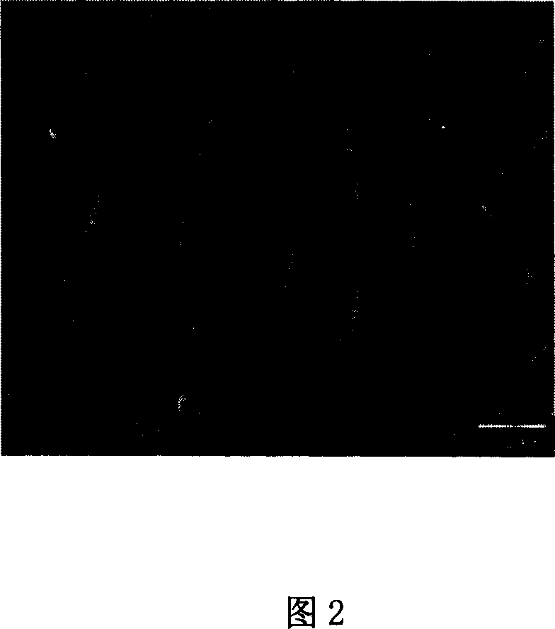 Potassium hexatitanate whisker and its prepn process