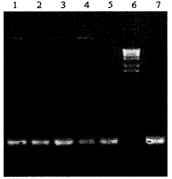 Application of WAP (whey acidic protein) gene in transgenosis of fruit fly