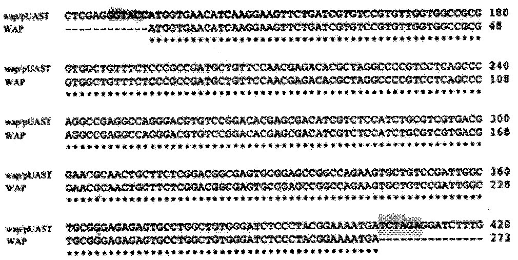 Application of WAP (whey acidic protein) gene in transgenosis of fruit fly