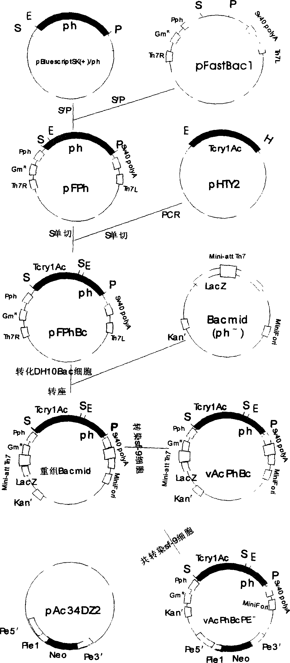 Recombined baculovirus of insect, preparation method and application as insecticide